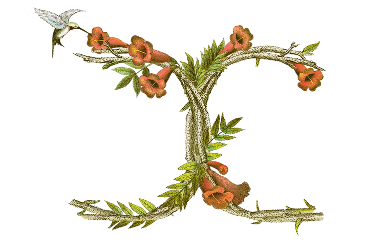 Entiwned Cs Monogram